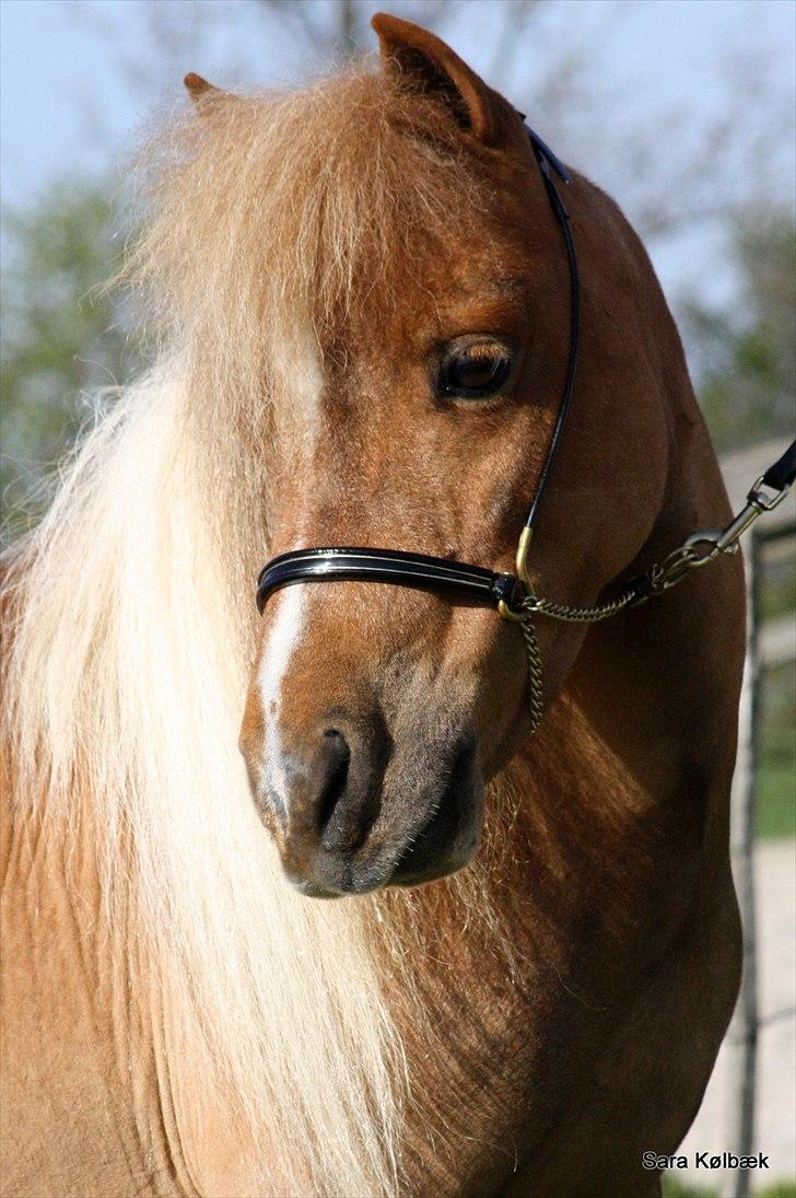 Dansk Miniature Askjærlund´s Oscar billede 10