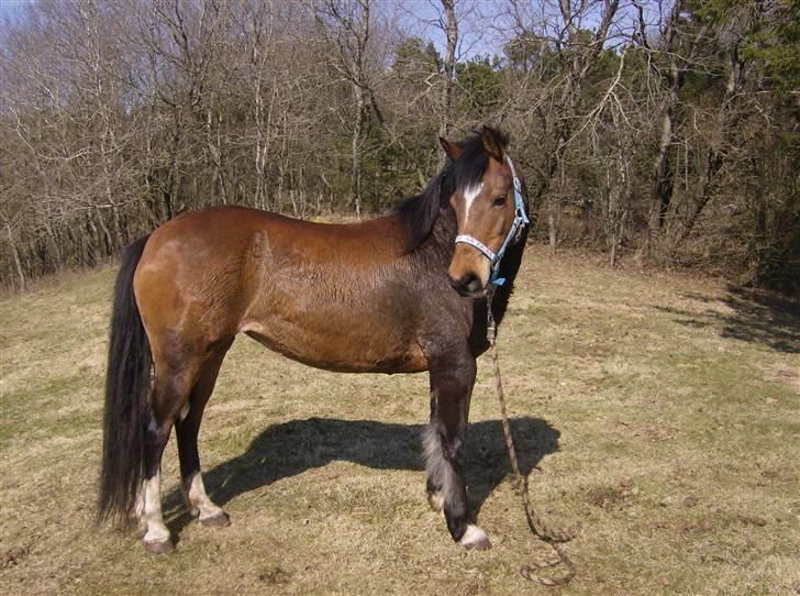 Anden særlig race lotte billede 4