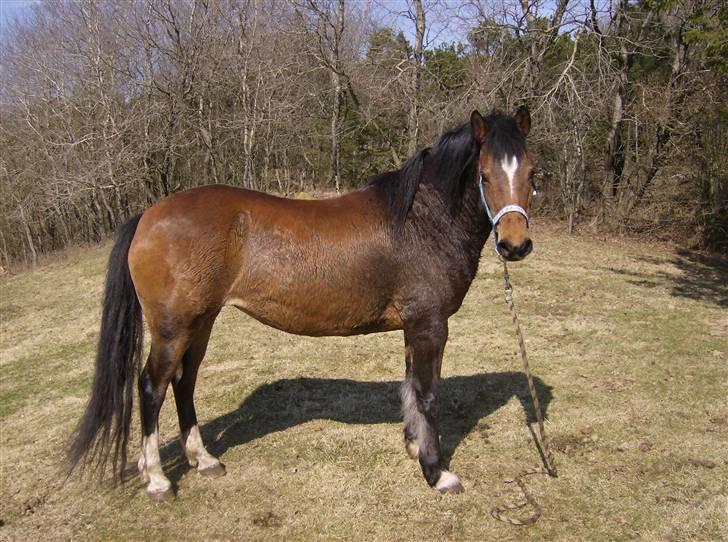 Anden særlig race lotte billede 5