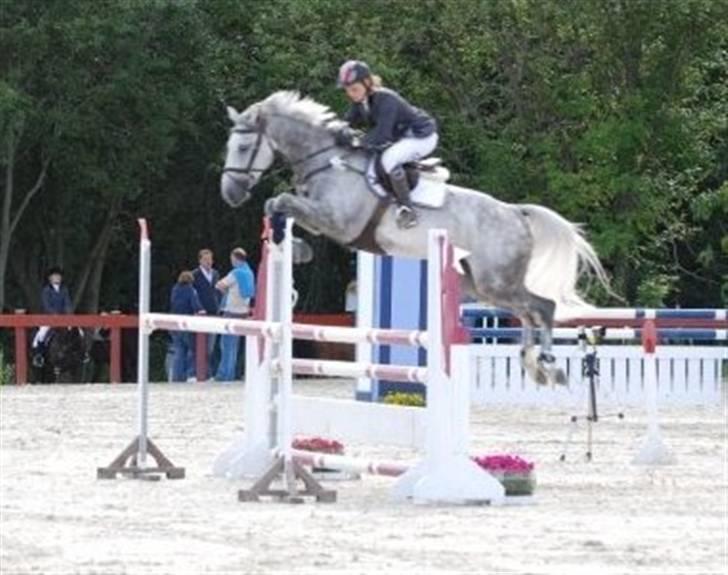 Mecklenburger Celine VI - Til stævne i norge "Drammen NM" billede 1