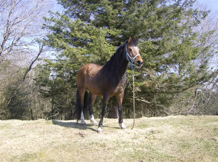 Anden særlig race lotte billede 7