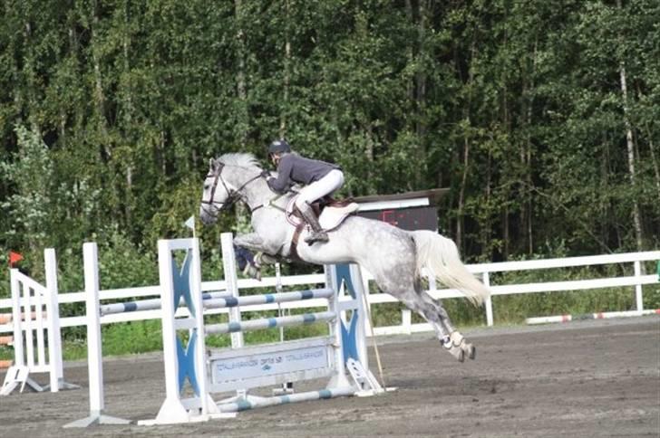 Mecklenburger Celine VI - Elvefestivalen (Norge) billede 3