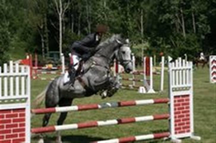 Mecklenburger Celine VI - Våres første stævne (Sande-Norge) billede 5