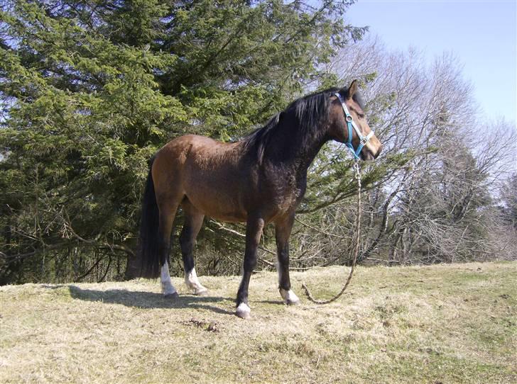 Anden særlig race lotte billede 8