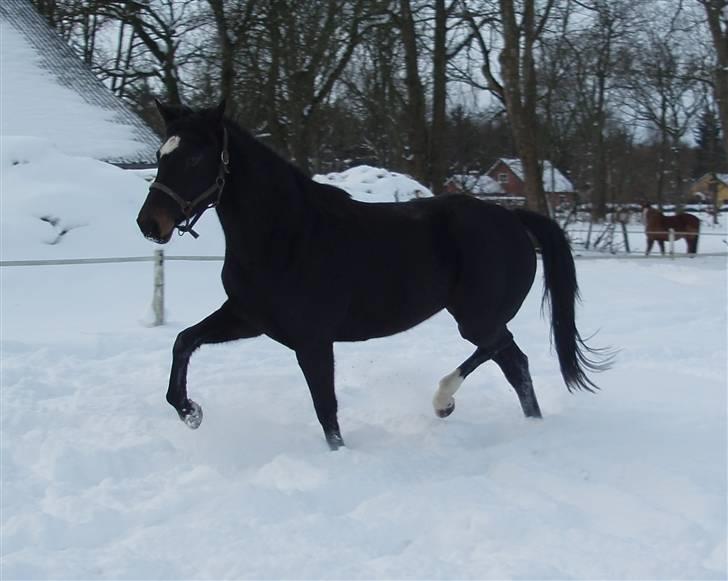 Holstener Sheila Imperial - Vinter 09/10 billede 1