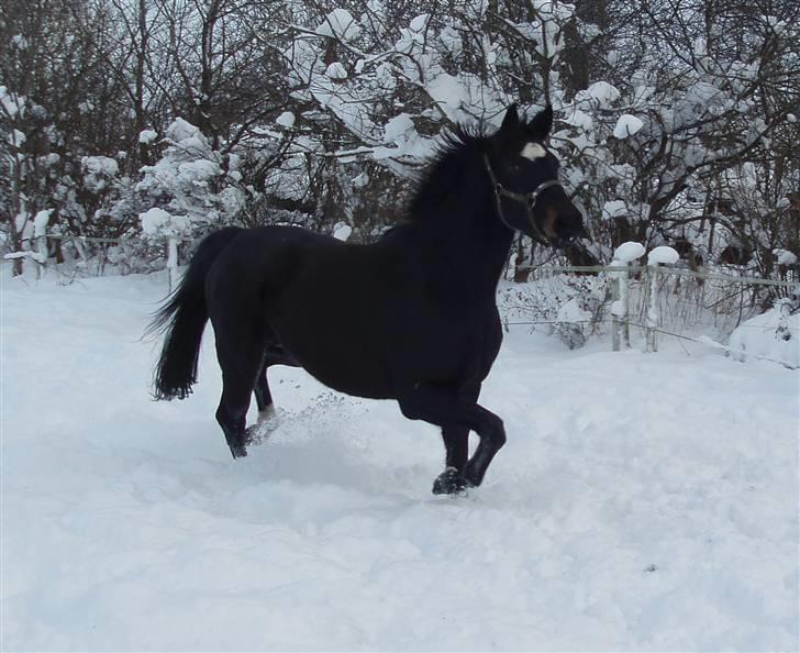 Holstener Sheila Imperial billede 2