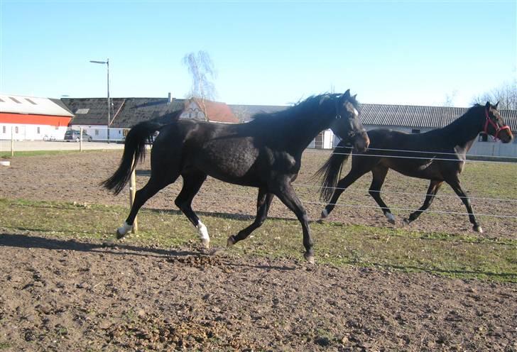 Holstener Sheila Imperial - April 10 billede 3