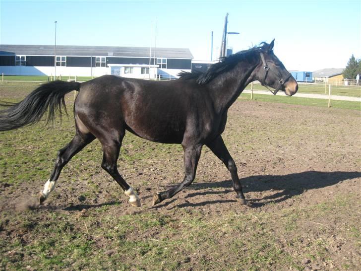 Holstener Sheila Imperial billede 4