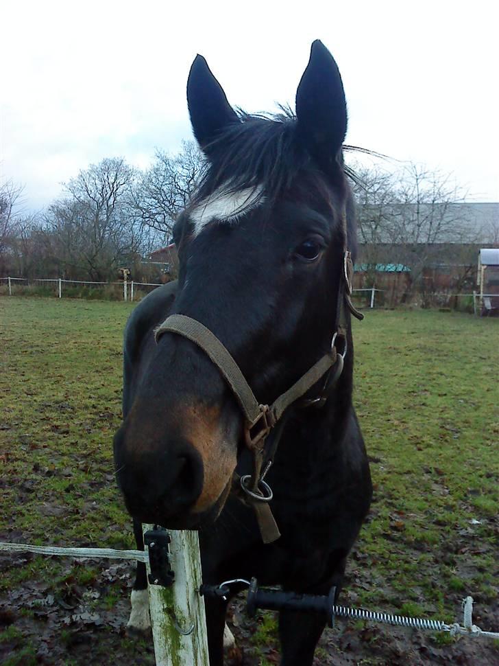 Holstener Sheila Imperial billede 5