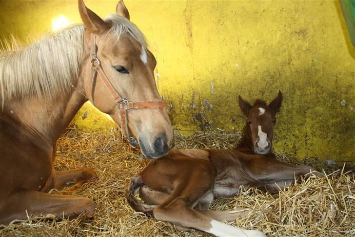 Palomino Ladimentos! - Nuuuurh!:D billede 12