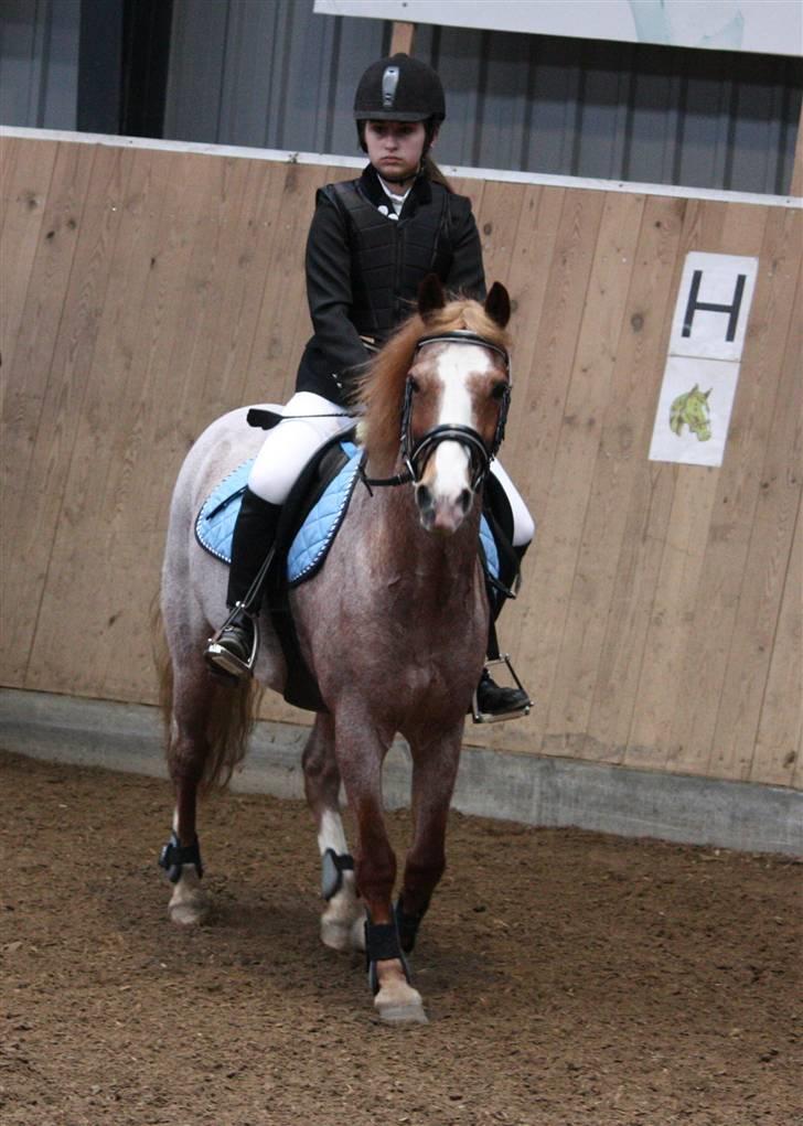 Anden særlig race Mario - opvarmning til stævne (;  billede 17