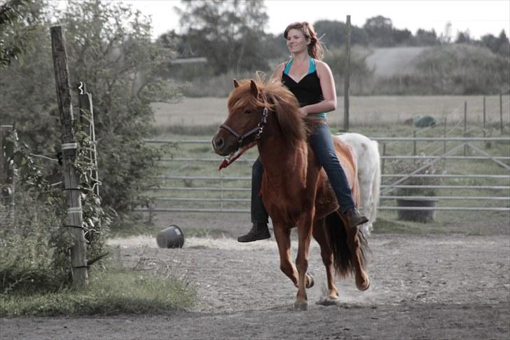 Islænder Bergdis Frá Króki - Fotograf: Rikke Cheri billede 6