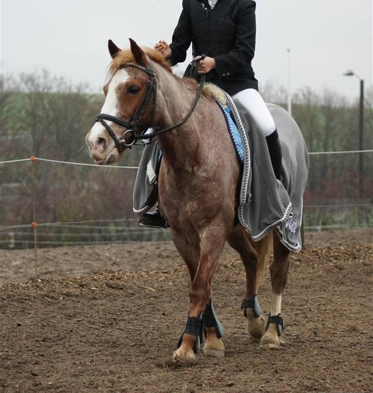 Anden særlig race Mario - SMUKKE ! ;D  billede 18