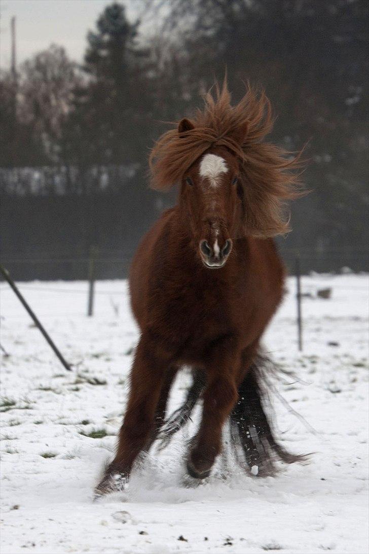 Islænder Bergdis Frá Króki - Tøsen fjoller i sneen :P billede 7