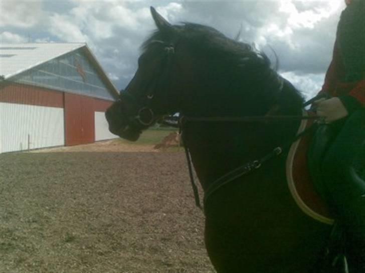 Anden særlig race Master Toby - jeg er glaaaaad! ;D billede 11