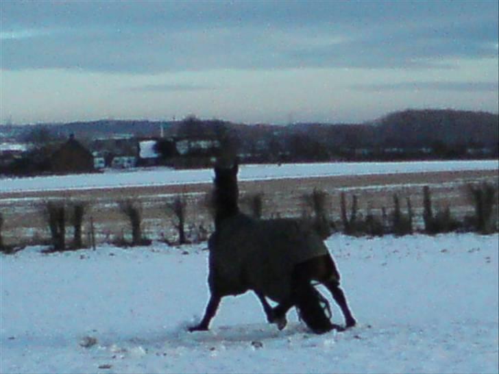 Anden særlig race Master Toby - jeg elsker at sidde i sne´en billede 12