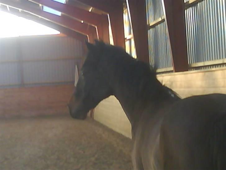 Anden særlig race Master Toby - hvad var det? ö billede 13