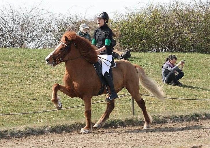 Islænder Sævar från Musö - hurtig tølt (; <3 foto : Laura Hannover billede 18