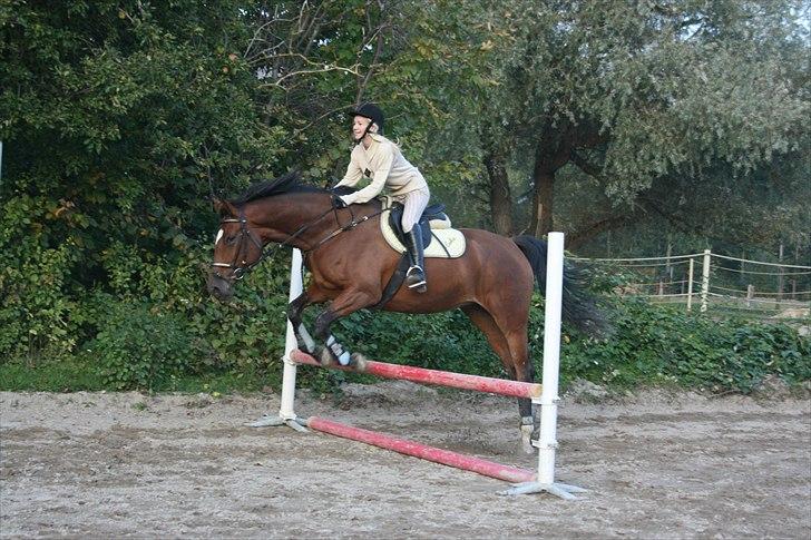Dansk Varmblod Casiopaja Kilen - 16) Maya springer på kasse for anden gang tror jeg :-) FOTOGRAF: KiK-photo billede 16