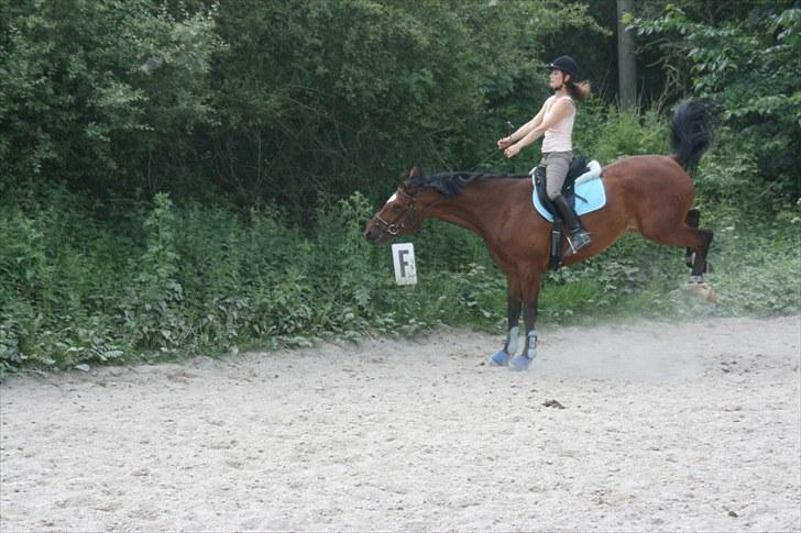 Dansk Varmblod Casiopaja Kilen - 17) BØLLE! d. 24/06-10 FOTOGRAF: KiK-photo billede 17