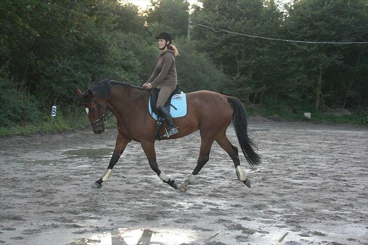 Dansk Varmblod Casiopaja Kilen - 19) dressur FOTOGRAF: KiK-photo billede 19