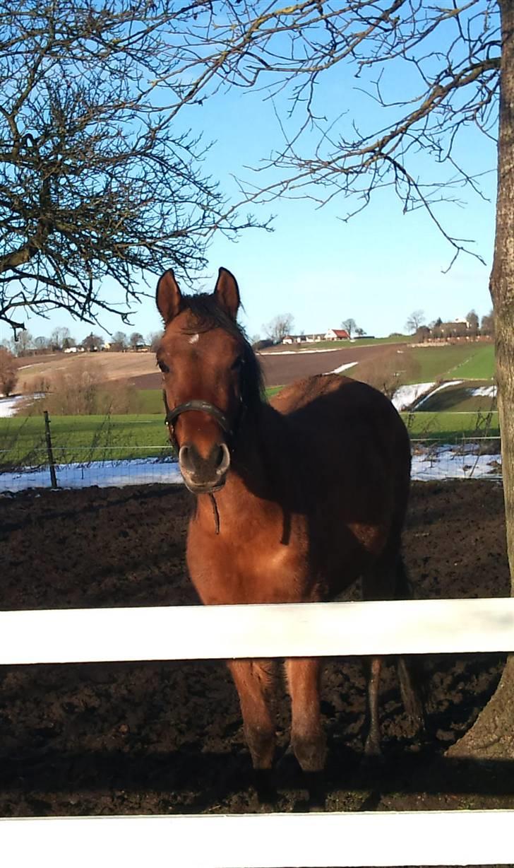 Anglo Araber (AA) Medina - Foto: Michelle  billede 17