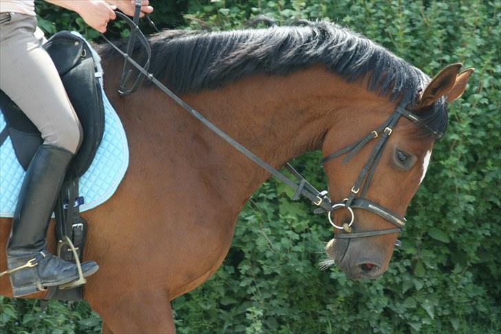 Dansk Varmblod Casiopaja Kilen - 20) d. 24/06-10 FOTOGRAF: KiK-photo billede 20