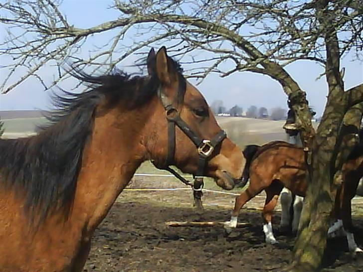 Anglo Araber (AA) Medina - Foto: Mig billede 18