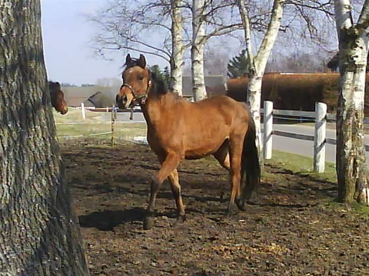 Anglo Araber (AA) Medina - Foto: Mig billede 19