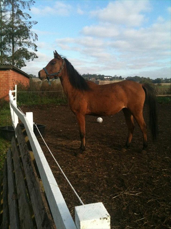 Anglo Araber (AA) Medina - Foto: Mig billede 20