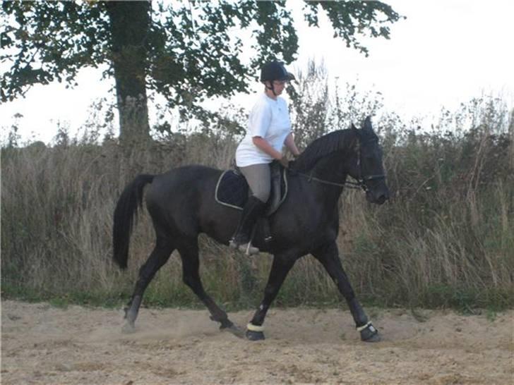 Traver Santhos billede 4