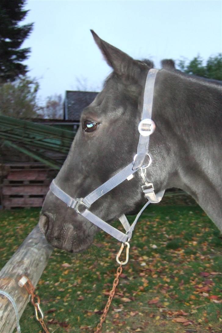 Traver Santhos billede 6