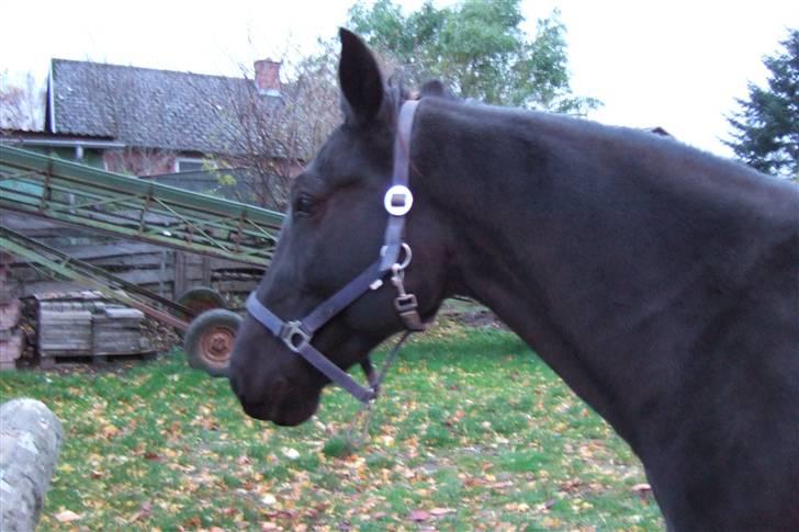 Traver Santhos billede 7