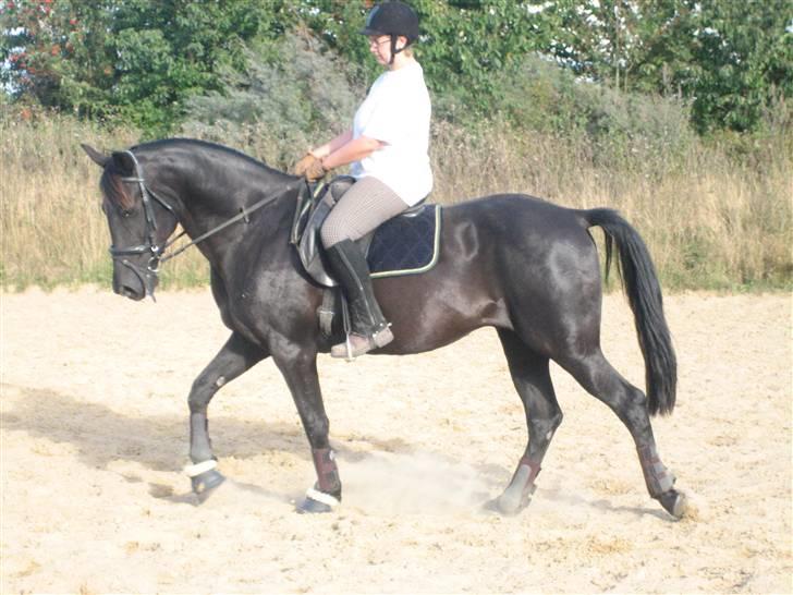 Traver Santhos billede 8