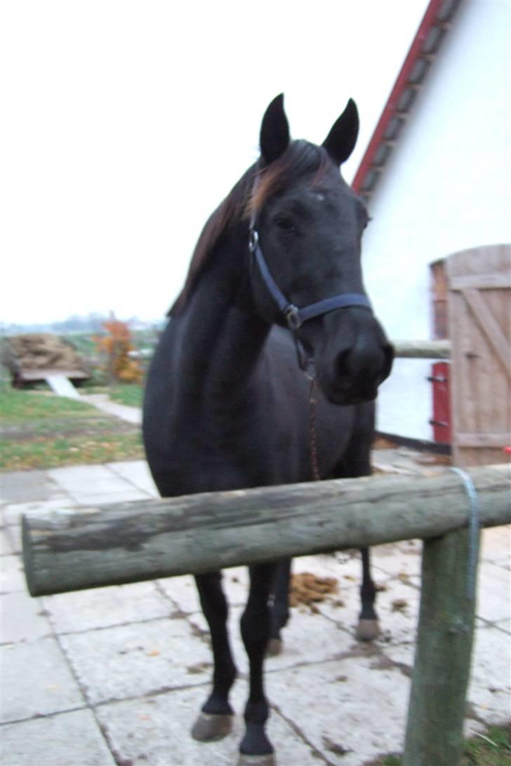 Traver Santhos billede 10