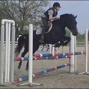 Welsh Cob (sec D) Bette *tidligere part<3*