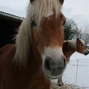 Haflinger Wincent Skov