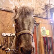 Anden særlig race Rosa<33 