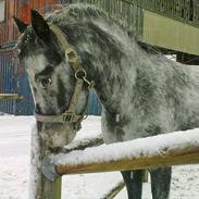 Anden særlig race Rosa<33 