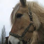 Fjordhest Fønix Frode