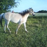 Fjordhest Fønix Frode