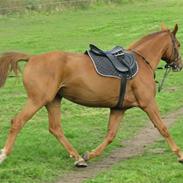 Dansk Varmblod Vinon