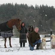 Dansk Varmblod Vinon