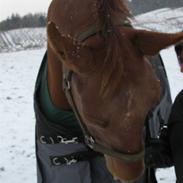 Dansk Varmblod Vinon