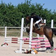 Anden særlig race Hector