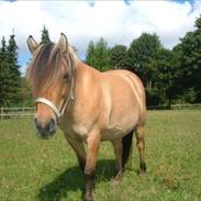 Anden særlig race Tulle