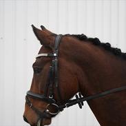 Hollandsk Sportspony Heart Of Stone(L)