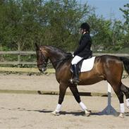 Anden særlig race Hector