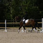 Anden særlig race Hector