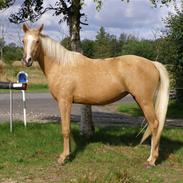 Palomino Mon Ami Bellona